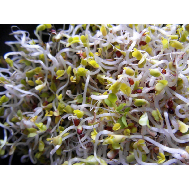 BROCCOLI SEEDS FOR SPROUTING and MICROGREENS