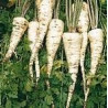 PARSLEY - HAMBURG ROOT