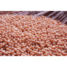 BEAN, EDAMAME - bush soybean - ORGANIC