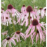 ECHINACEA - PALE LEAF CONEFLOWER