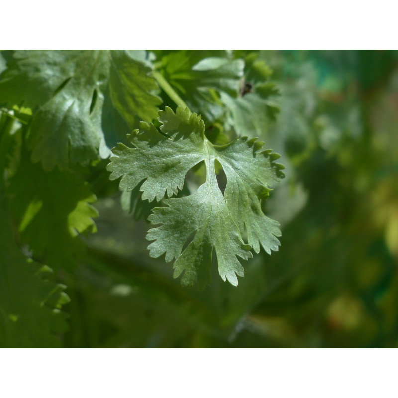 CORIANDER SEEDS FOR SPROUTING AND MICROGREENS ORGANIC