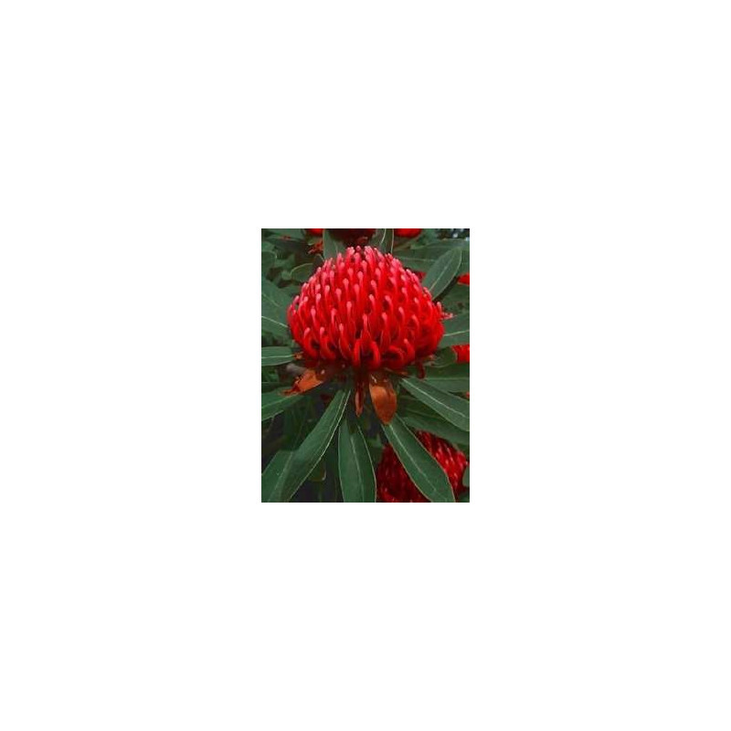 WARATAH - NSW WARATAH