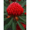 WARATAH - NSW WARATAH