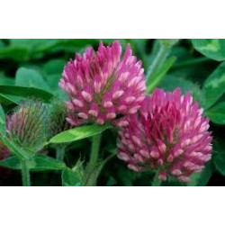 RED CLOVER, SEEDS FOR...