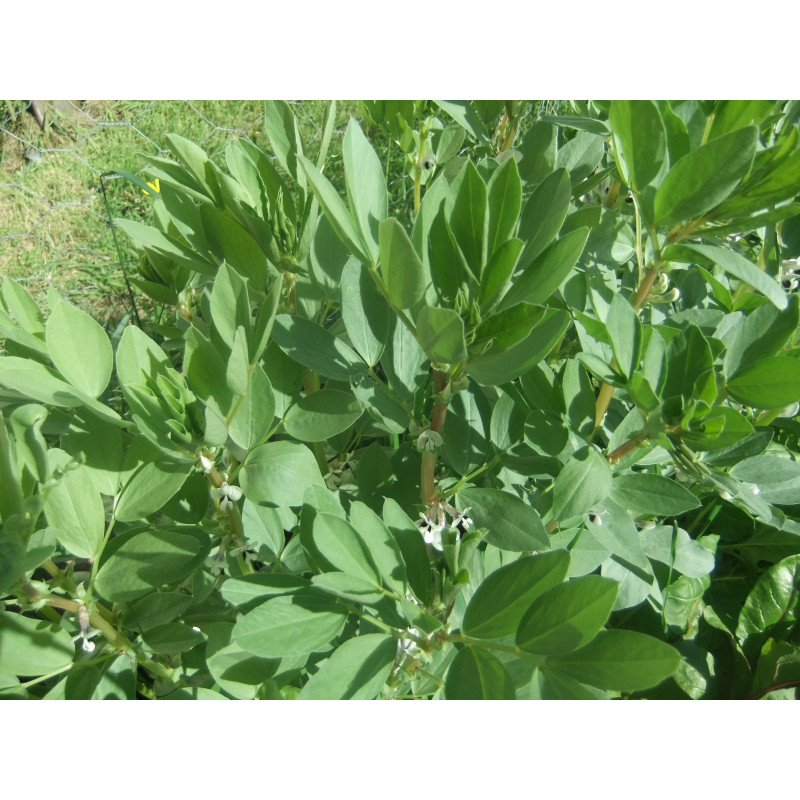 BEAN, EGYPTIAN - BROAD BEAN