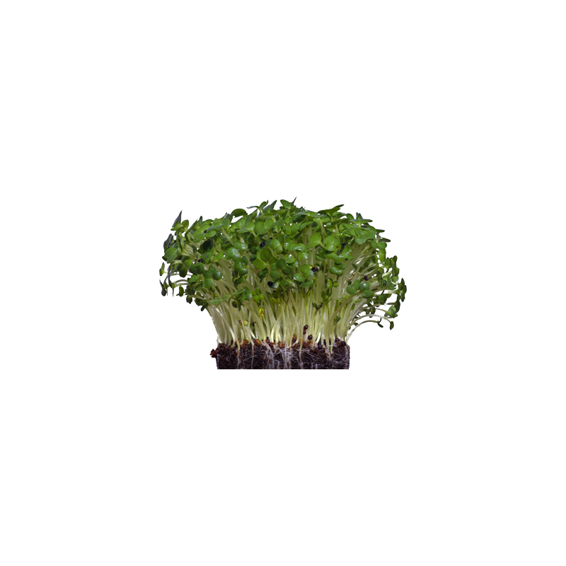 Shiso (Green)