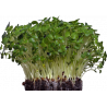 Shiso (Green)