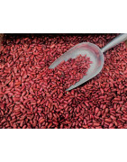 Kidney Beans for sprouting