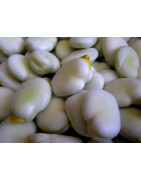 Broad Bean seeds for sprouting