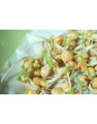 Chickpea seed for sprouting