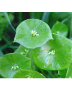 Miners Lettuce