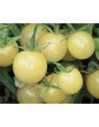 tomatoes-early varieties